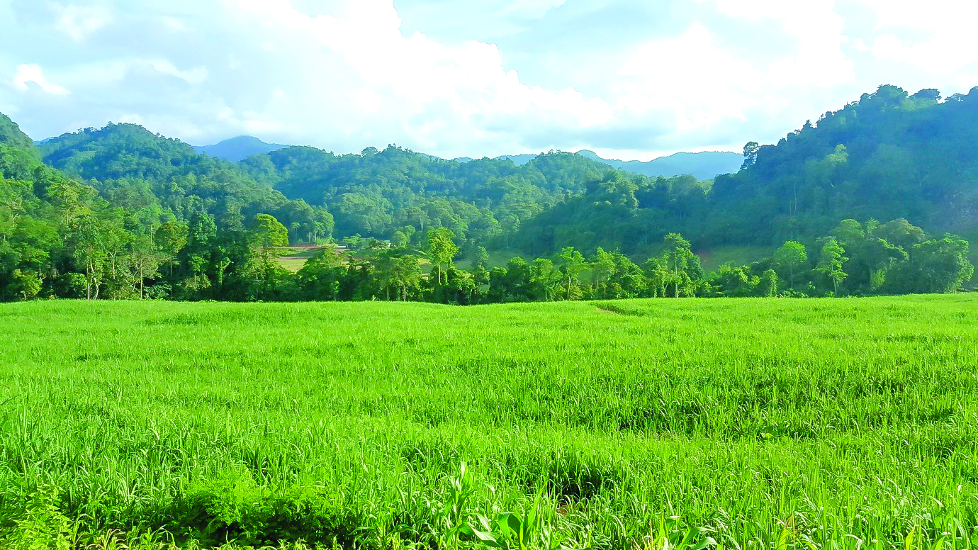 Dự án Mía đường (NASU)